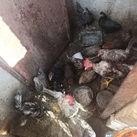 مرغ خروس حراج