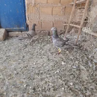 کبوتر|پرنده|تاکستان, |دیوار