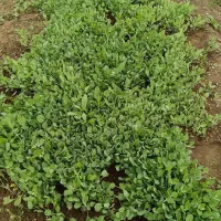 نشا فلفل‌ گوجه کلم