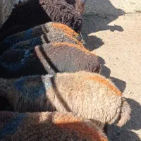 گوسفند