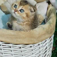 بهترین توله گربه ها