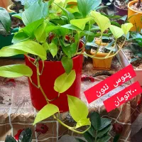 گلهای با کیفیت|گل و گیاه طبیعی|کرمانشاه, |دیوار