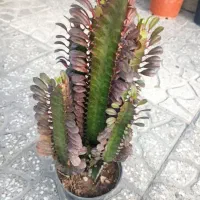 گل و گلدان پتوس و|گل و گیاه طبیعی|قم, باغ پنبه|دیوار