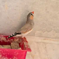 فنچ نر بالغ جوان و خانگی|پرنده|کرج, کوی کارمندان شمالی|دیوار