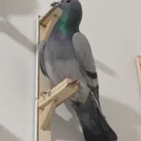 ۱۰ عدد کفتر بوم همه قلدر  بی عیب