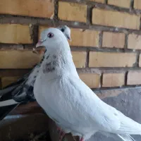 چند تا کبوتر خوب و پرشی