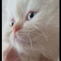 فرشته کوچولو پرشین دال فیس نر بازیگوش مهربون