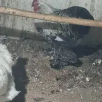 خروس پا پر برهما اصل