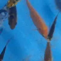 ماهیکوی۳۵|ماهی|مشهد, چهارچشمه|دیوار