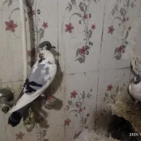 فروش 3عدد پلنگ کرمانی|پرنده|سراوان, |دیوار