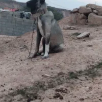 سگ ماده