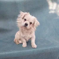 سگ فانتزی نر|سگ|شیراز, شهرک فجر|دیوار