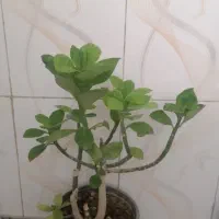 گل فردوس|گل و گیاه طبیعی|قم, سید معصوم|دیوار