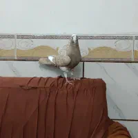 کبوتر قهوه پلنگ ۲۵۰