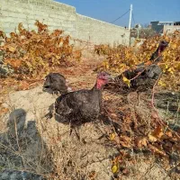 سه‌عددبوقلمون