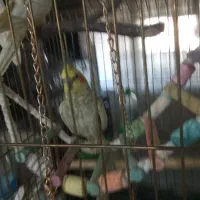 عروس هلندی