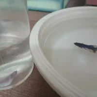 فایتر. گوپی.|ماهی|مشهد, موسوی قوچانی|دیوار