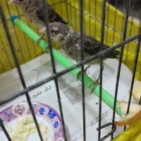 جوجه سره قناری