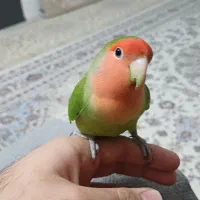 طوطی کوتوله برزیلی دستی ( Rosy-faced lovebird)|پرنده|اسلامشهر, شهرک قائمیه|دیوار