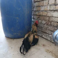 خروس ومرغ لاری