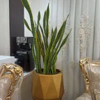 گلدان سانسووریا