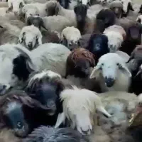 میش بختیاری درجه یک|حیوانات مزرعه|مرودشت, بیست متری بیمارستان|دیوار