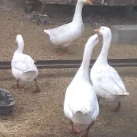 ۵ عدد قو غاز اکراینی  فروش