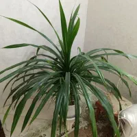 گل آپارتمانی پاندانوس