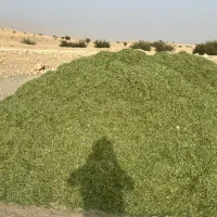 یونجه|خدمات باغبانی و درختکاری|بهبهان, |دیوار