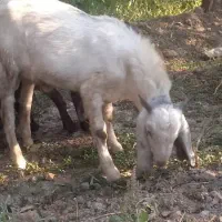 دوتا بزغاله نر اصل پاکستانی|حیوانات مزرعه|هشتگرد, تهران دشت|دیوار