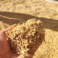 بذر شالی