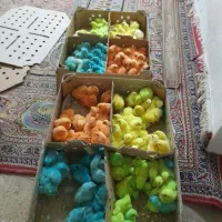 فروش‌ جوجه‌ رنگی‌ سه‌ روزه