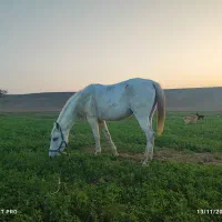 مادیان ترکمن هفت ماهه آبستن|اسب و تجهیزات اسبسواری|گنبد کاووس, |دیوار
