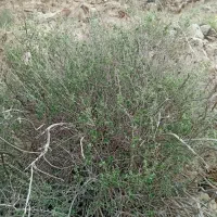 کارگر گروهی لیمو چین وکلیه کارهای کشاورزی