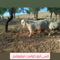 کهره دوبوری فروشی و چوپانی انجام میدم
