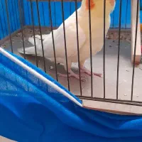 عروس هلندی