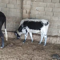 گاو فروشی|حیوانات مزرعه|رامیان, |دیوار