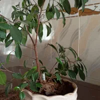 گل طبیعی درخچه ای بنسای|گل و گیاه طبیعی|دیواندره, |دیوار