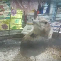 قناری|پرنده|شیراز, حومه شیراز|دیوار