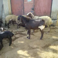 حیوانات|حیوانات مزرعه|تویسرکان, |دیوار