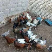 مرغ و خروس رسمی