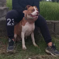 سگ پیتبول ماده