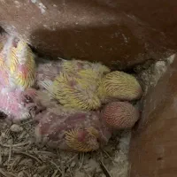 جوجه کوتوله چشم شرابی اماده دستی شدن