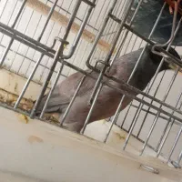 مرغ مینا|پرنده|مرودشت, فرهنگ|دیوار