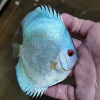 دیسکس،ماهی