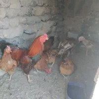 مرغ وخروس