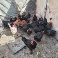 مرغ تخم گذار مشکی و رنگی|پرنده|قم, کلهری|دیوار
