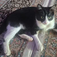گربه