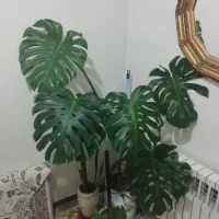 برگ انجیری بزرگ