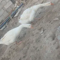 دو تا غاز نر  و ماده ،۲ساله هستن